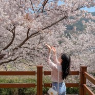 하동 여행 (1) 하동 벚꽃 명소 십리벚꽃길 (주차 · 개화시기)