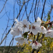 해운대 수목원 벚꽃 , 반송 88완당 후기
