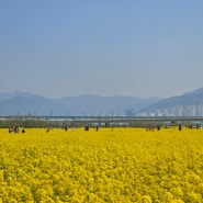 부산 유채꽃 대저생태공원 4월 꽃놀이 막차 데이트 즐기기