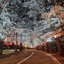 가평 최대 벚꽃 명소 에덴 벚꽃길 야간이 찐이네, 넘 예뻐