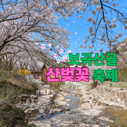 대전근교 금산 보곡산골 산벚꽃 축제현장 꽃비소식