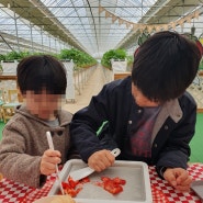 인천 계양 딸기수확체험, 산모퉁이 농원 예약 / 정보