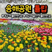 송해공원 튤립 대구주말나들이 이번 주가 절정!!