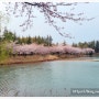 속초 벚꽃 명소 영랑호 호수공원 속초 여행 필수 코스
