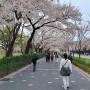 서울 대공원: 벚꽃 명소, 시작부터 끝까지 벚꽃으로 가득한 산책 나들이 추천