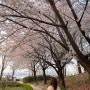 올해도 봄은 내 옆에 성큼 벚꽃엔딩🌸 #봄눈 #벚꽃샤워 - 2024년 4월