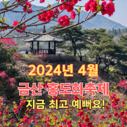 2024년 4월 금산의 홍도화축제, 지금이 절정!