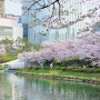2024 봄축제 석촌호수 벚꽃 만개시기 나들이