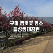 [일상] 구미 겹벚꽃 명소, 구미 들성생태공원 방문
