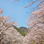 2024 금산 보곡산골 산벚꽃축제 생생한 후기 대전 근교 벚꽃명소