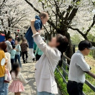 서울근교 벚꽃명소 6개월 아기랑 양평 갈산공원 벚꽃구경 나들이🌸
