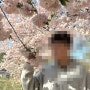 2024년 경주 겹벚꽃 명소 추천 및 개화상태는? (24년 4월 13일 기준 / 불국사, 선덕여왕길)