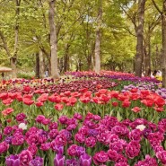 서울숲 튤립 4월 봄나들이 가볼만한곳