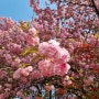 전주 겹벚꽃 완산공원 꽃동산 개화상태ㅣ가는법ㅣ주차장 등 꿀정보! 겹벚꽃 명소로 인정!