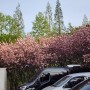 창원 겹벚꽃 명소 어린이교통공원 4월 14일 실시간 개화 상태 돗자리 피크닉