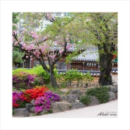 대구 겹벚꽃 명소 월곡역사공원