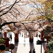 인천 갈만한곳 자유공원 벚꽃엔딩 꽃구경 나들이