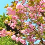 24년 벚꽃 개화 엔딩 4월 겹벚꽃 만개 기록