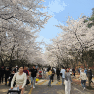 주말 아이와 갈만한곳:) 인천대공원 벚꽃 구경 왔다가 알게된 인천대공원 동물원 좋아요