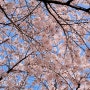 봄 벚꽃 사진 배경화면 공유
