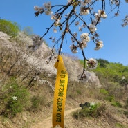 [충남 금산 보곡산골 산벚꽃축제] 산꽃벚꽃마을오토캠핑장 시작 산꽃둘레길 1코스 나비꽃길 산책