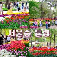 2024 서울숲 튤립축제 위치 및 실시간 개화