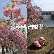 충북 충주댐 겹벚꽃 실시간 개화 상황 및 주차 정보