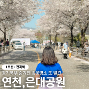 경기북부 벚꽃명소 연천 은대공원 축제 방문기