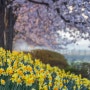 경기도시흥가볼만한곳 벚꽃축제가 한참인 갯골생태공원으로의 벚꽃여행