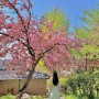전주 겹벚꽃명소 실시간 완산칠봉꽃동산 주차 및 찾아가는길