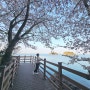 충남 벚꽃 명소 태안 안면암 2024년 마지막 벚꽃 여행