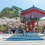 진안 마이산 벚꽃 엔딩 / 신비의 마이산 탑사의 아침