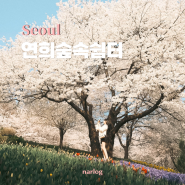숨은 서울벚꽃명소 연희숲속쉼터 튤립 수선화 구경까지 데이트 (서대문 봄빛 축제) ♥