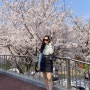 4월 첫째주 - 한국에서의 벚꽃