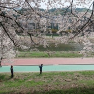 의정부 호원동 중랑천 에서 벚꽃 구경!!
