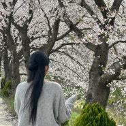 충남 당진 벚꽃명소 벚꽃길 데이트하기 좋은 산책길