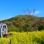 거제도 가볼만한곳 : 거제 평지마을 유채꽃 핫플