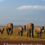 킬리만자로 트레킹 & 암보셀리 사파리투어 12일 (Kilimanjaro Trekking & Amboseli Tour 12 Days)