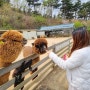 인천 아이랑 가볼만한곳 프렌쥬랜드 동물원 알파카 보러가요