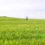 4월에 가볼만한 여행지 고창 보리나라 학원농장 청보리밭의 푸르름과 유채꽃의 향연