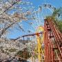 김해 벚꽃명소 '가야랜드'에서 콘돌스카이(하늘자전거) 타면서 혼자놀기 / 놀이공원 솔플한 이야기