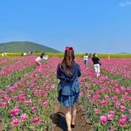 보롬왓 4월 5월 제주도 가볼만한곳 여행지 유채꽃 + 튤립 축제