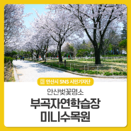 안산 벚꽃 명소 부곡자연학습장 미니수목원