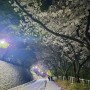 인천 벚꽃명소 자유공원