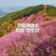 진달래명소 창원 천주산(638.8m) 등산코스.주차팁(24.4.13)