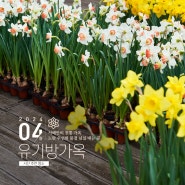 [충남 서산] 4월 서산 가볼 만한 곳, 노란 수선화 물결 넘실 대는 곳, 유기방가옥 수선화 축제