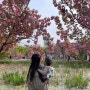 대구 겹벚꽃 명소 월곡역사공원 아이랑 다녀왔어요