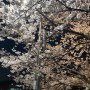 ♧ 중랑천 벚꽃구경일지 ♧ 나는 봄이 좋다