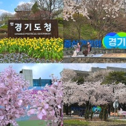 4월 꽃구경 2024 경기도청 문화사계 봄꽃축제
