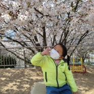원효정사의 봄